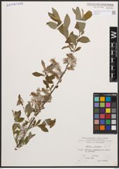 Foto von Salix cinerea L.